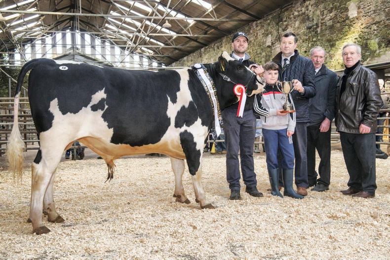 Angus And Friesian Top At Bandon Mart Premium