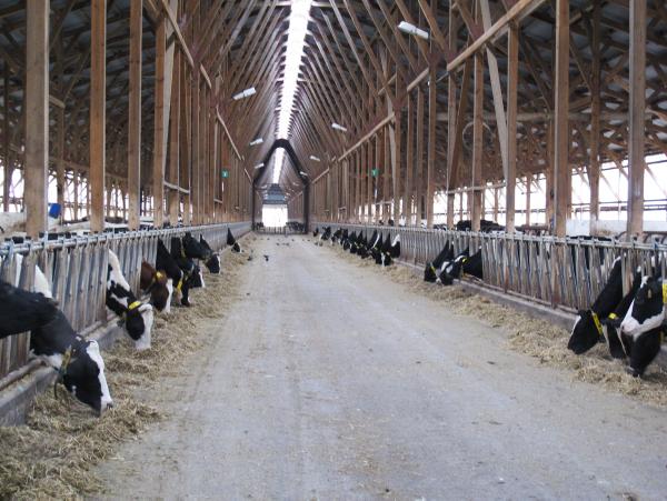 Russian dairy farms are undergoing huge development 08 August 2014 Premium