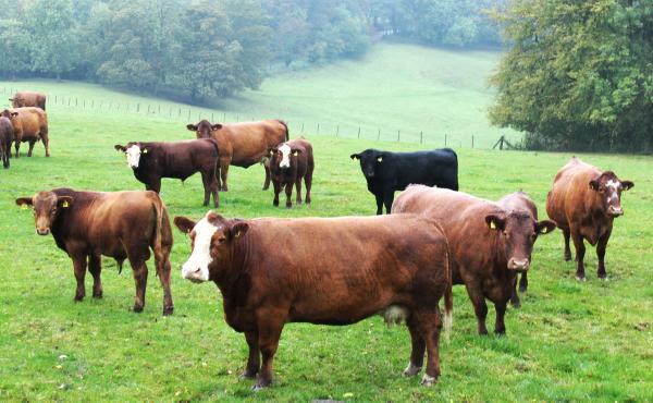 Stabiliser cattle focusing on feed efficiency 22 October 2014 Premium