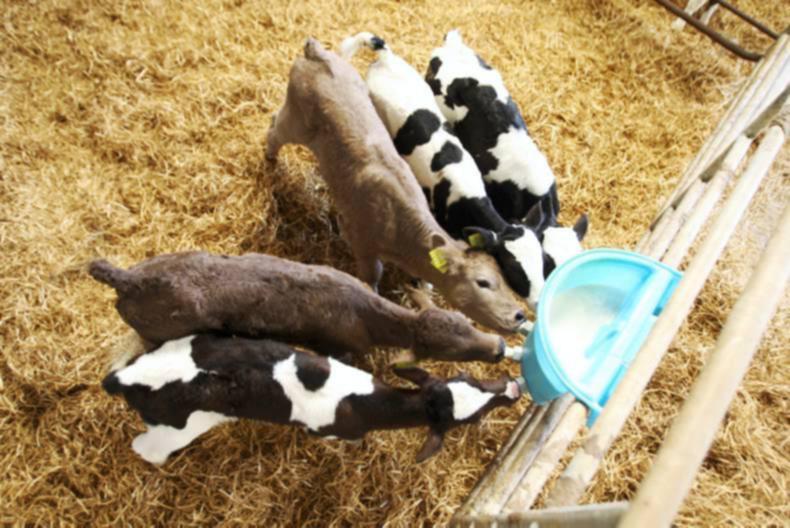 What To Feed Calves Nz at michaelrmoore blog