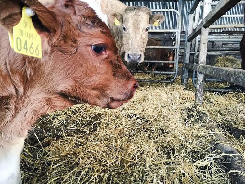 Straw Diets for Suckler Cows - check your ration!, Helping farmers in  Scotland