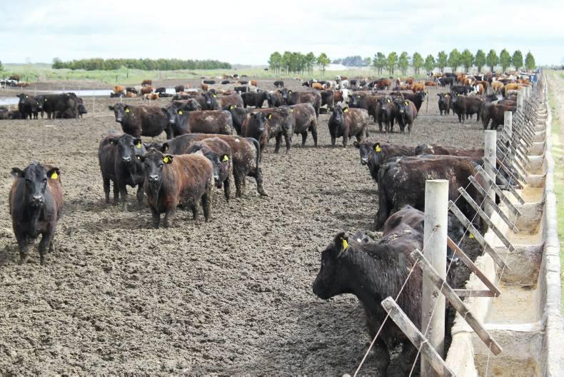 Argentina Exporting Beef To Europe Again 01 May 2015 Free