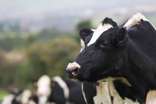 How one Wicklow farmer is protecting his farm from calf scour - sponsored