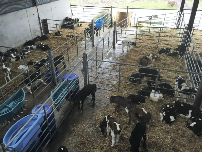 Successful calf rearing in Conna 18 February 2016 Premium