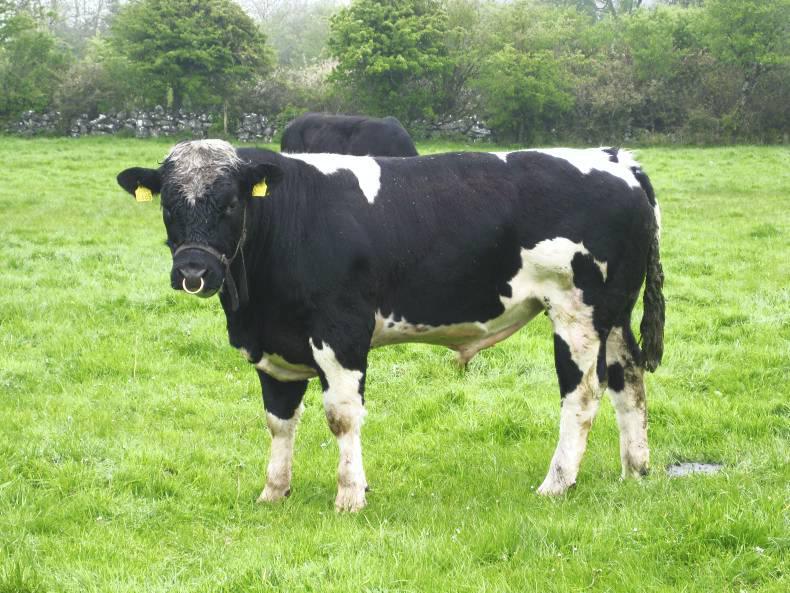 teaser-bull-makes-heat-detection-easier-says-waterford-vet-26-march