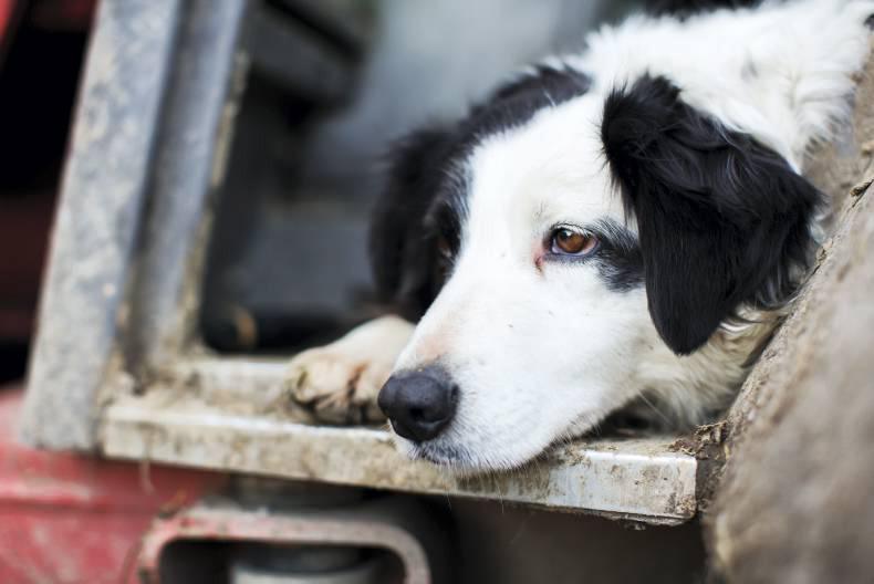 Irish kennel club sales microchip