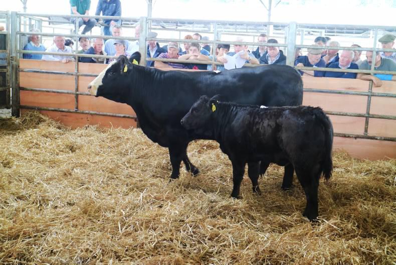 Newton of Logierait dominates show and sale of exhibition calves