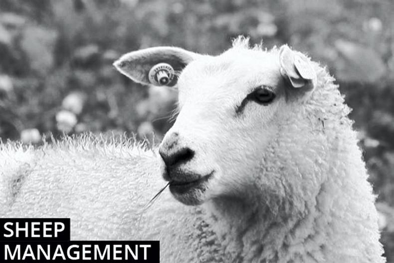 Sheep management notes: temporary movement rules 22 December 2016 Premium