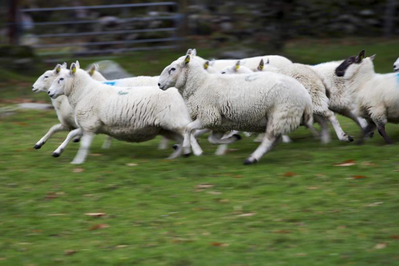 what if a dog attacks a sheep