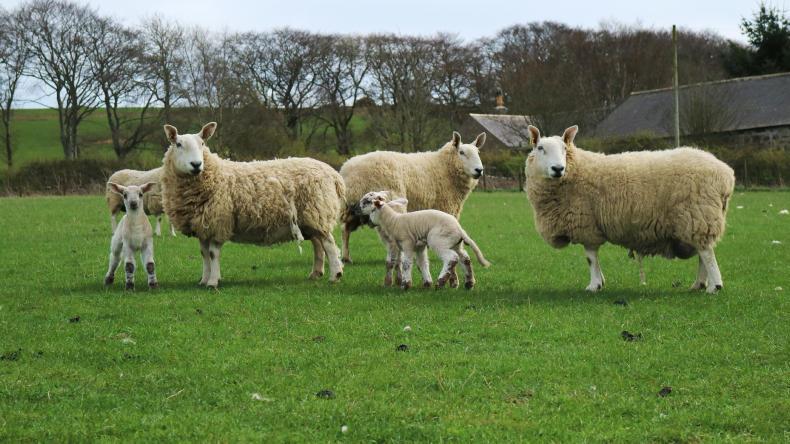 Which County Has The Most Sheep In Ireland 12 May 2017 Free   713533 276909 