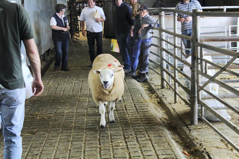 In pictures: 84% clearance at annual Sheep Ireland ram sale - Premium