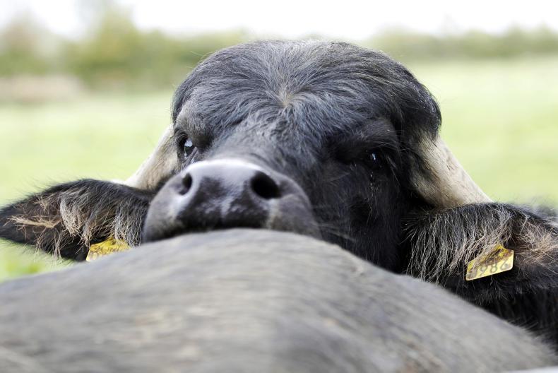 murray grey cattle