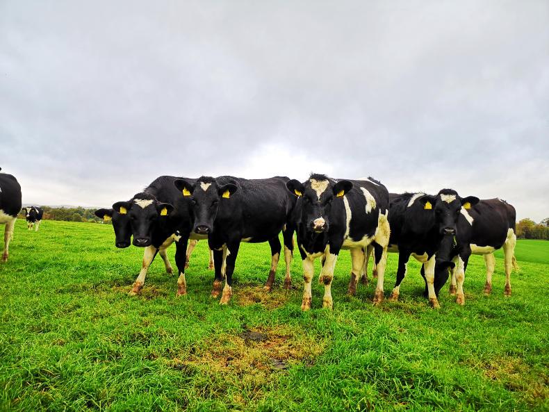 The Dairy Table