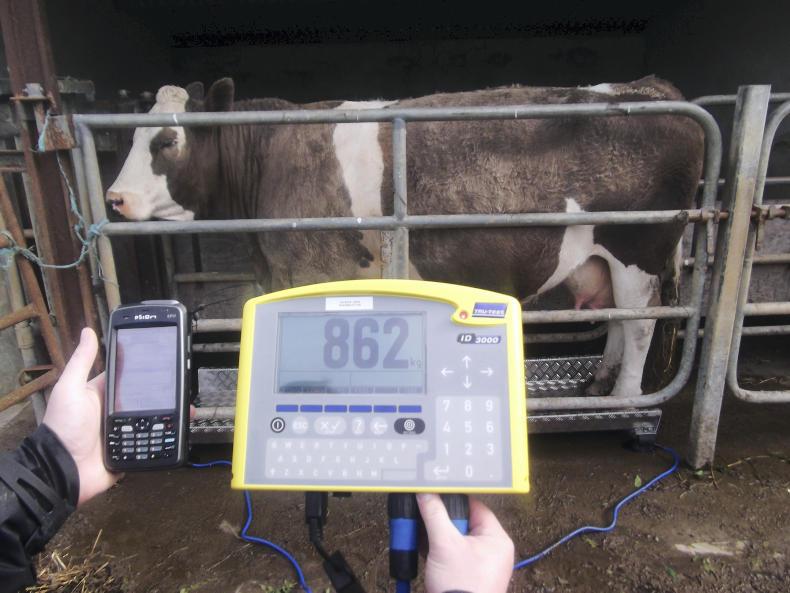 Cattle on sale weigh scales