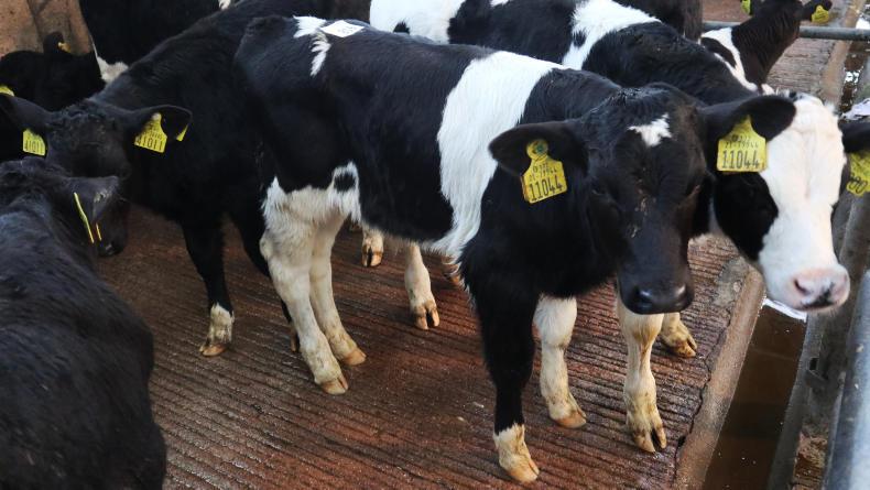 Brisk Trade For Higher Calf Entry In Bandon Mart 19 February 2019 Premium