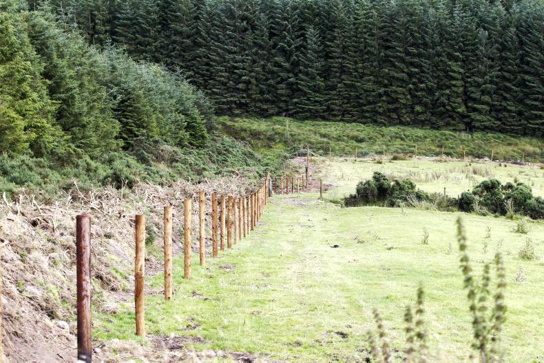 No Plans For Deer Fencing At Killarney National Park 16 November