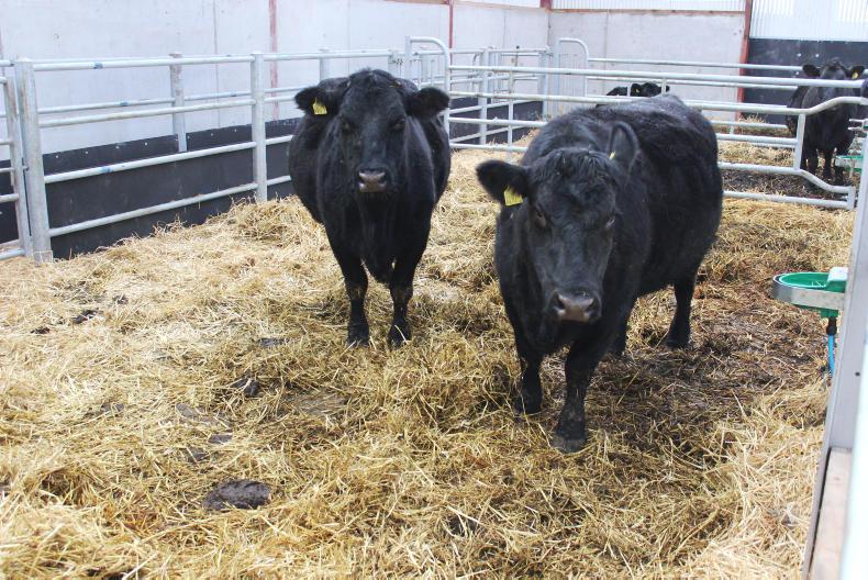 Calving Pens, Helping farmers in Scotland