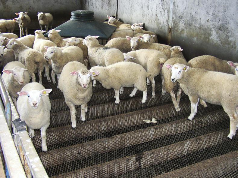 Cut your annual workload with sheep by up to 16 days per 100 ewes - Premium