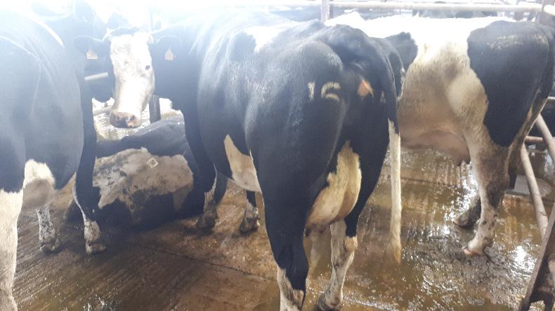 Young Milking Cows Average 1500 At Templemore Mart 27 October 2020 Free