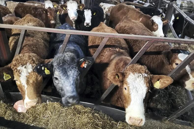 Calving Pens, Helping farmers in Scotland