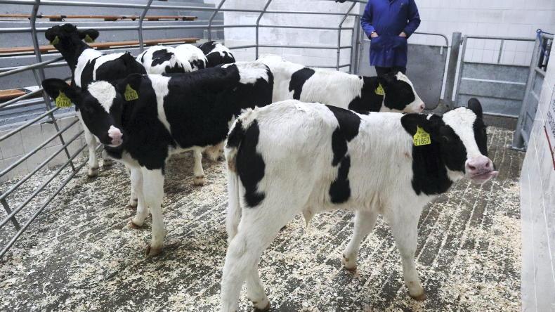 In pictures: calf prices holding very firm in Bandon 08 February 2021 Free