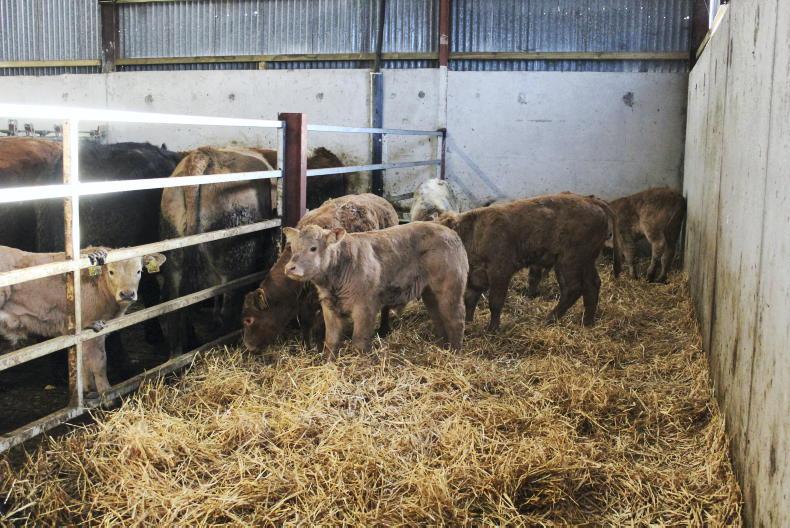 How one Wicklow farmer is protecting his farm from calf scour - sponsored