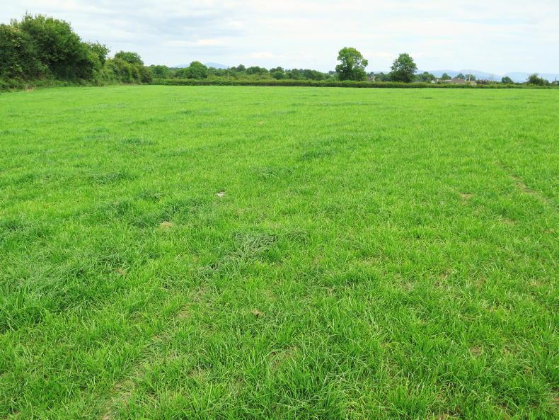 Reseeding grass store