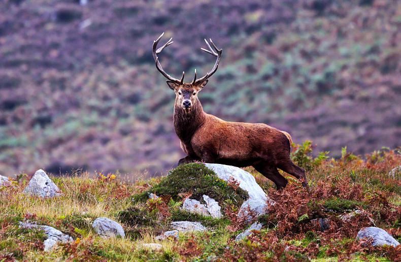en kop Compose Løb Ireland's deer population 'increasing in range and numbers' 28 March 2021  Free