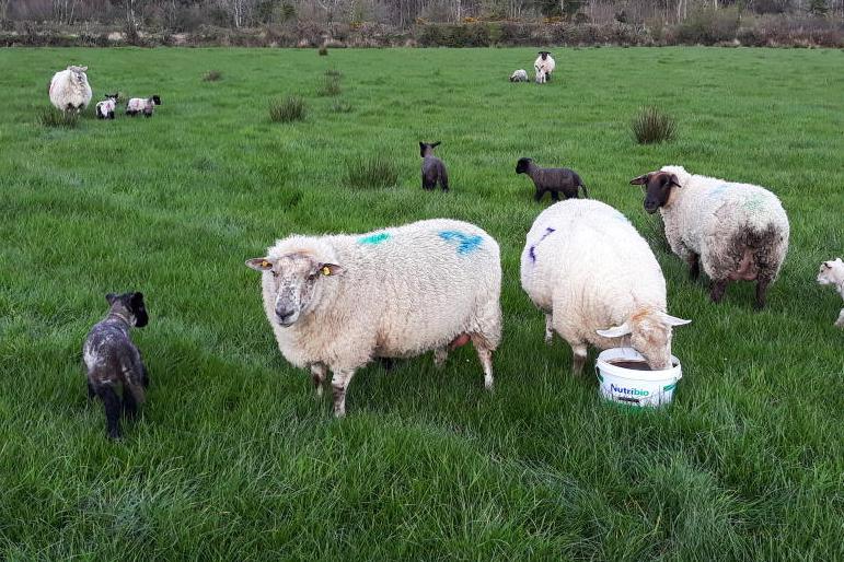 sheep grass tetany