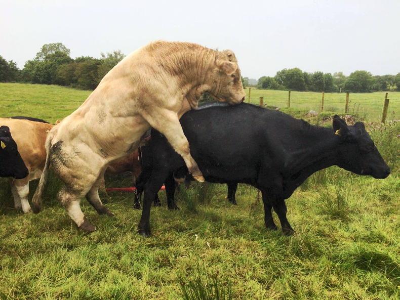 bulls and cows mating