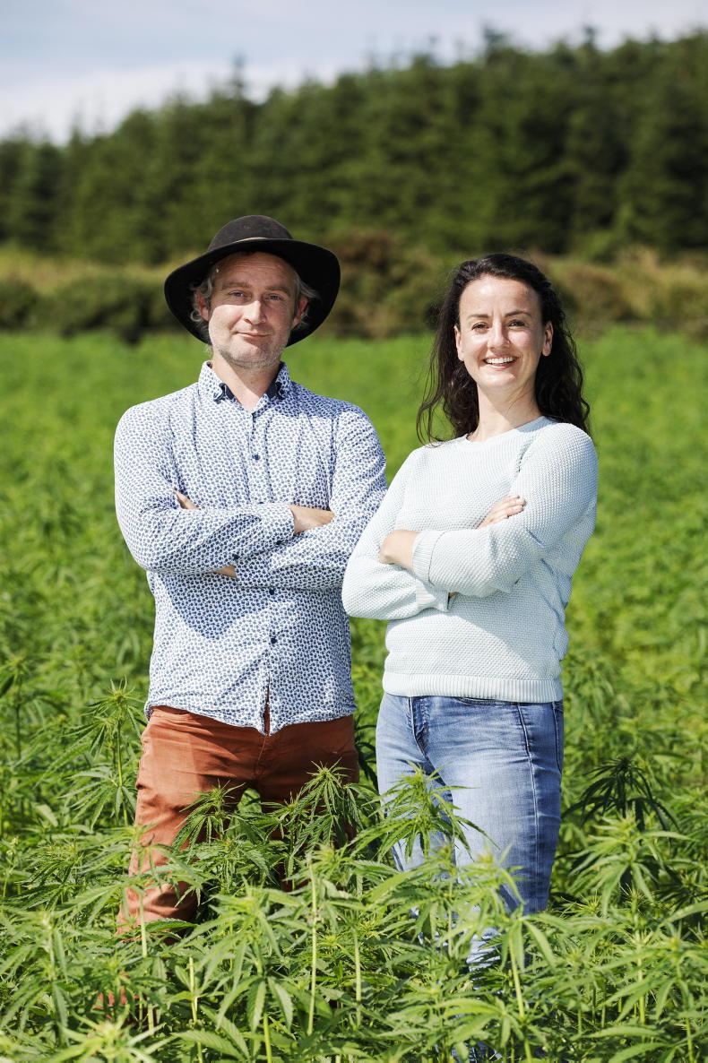 Should Irish farmers grow hemp? - Free