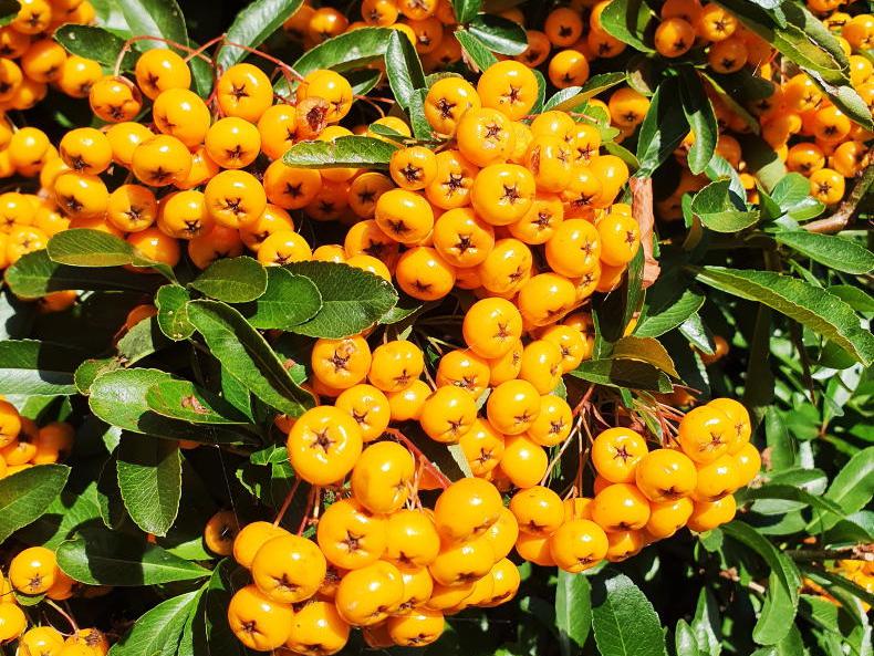 Image of Pyracantha bush with red berries and yellow flowers in autumn