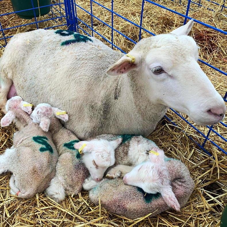 Canadian sheep farmer lambs four times a year on YouTube - Free