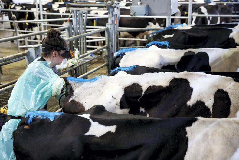 STIMULATION OF THE REPRODUCTIVE FUNCTION IN COWS WITH PRID'S