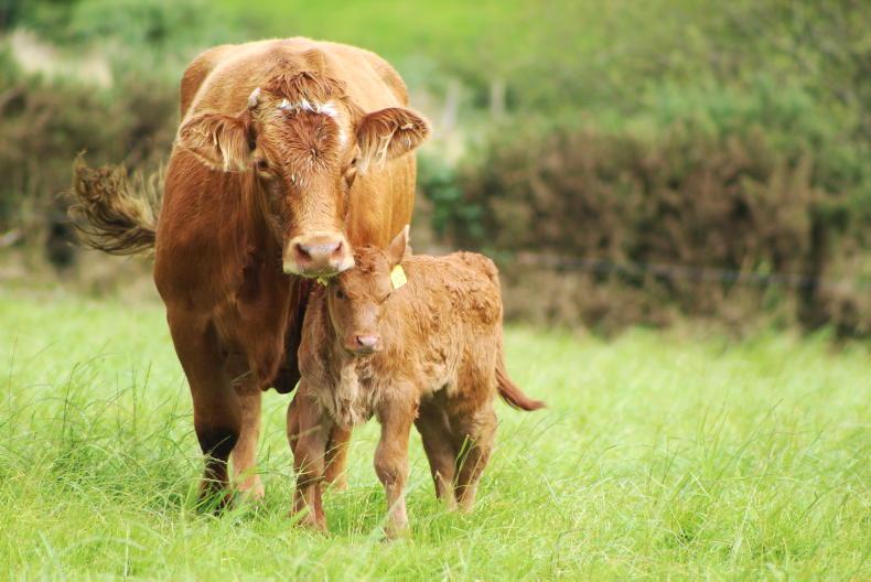 How to source calves in an autumn calf system 