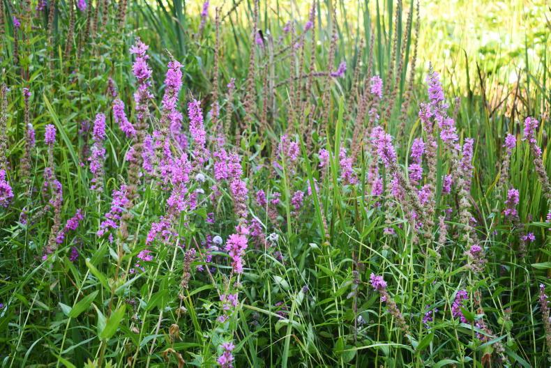 A week in the country: freezing fruit and purple loosestrife - 31 ...