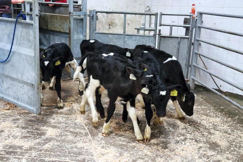 In pictures: 1,400 calves in Bandon calf sale 20 February 2023 Free