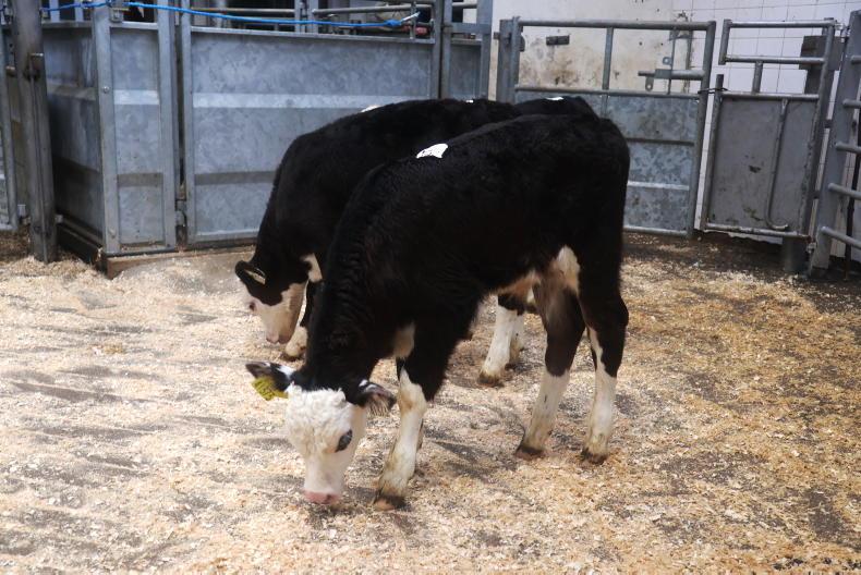 In pictures: split calf trade as weather woes affect export-calf prices ...