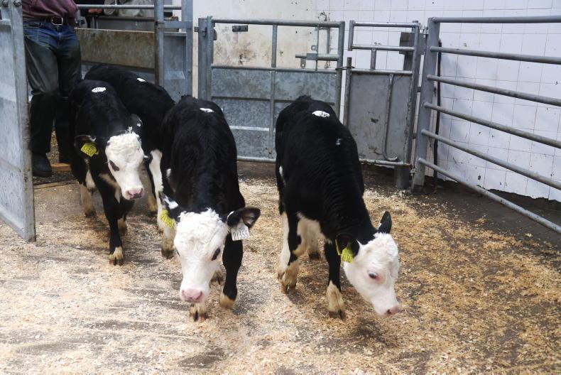 In pictures: split calf trade as weather woes affect export-calf prices ...