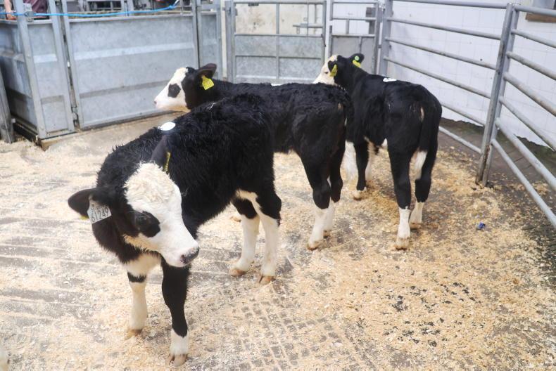 In pictures: split calf trade as weather woes affect export-calf prices ...