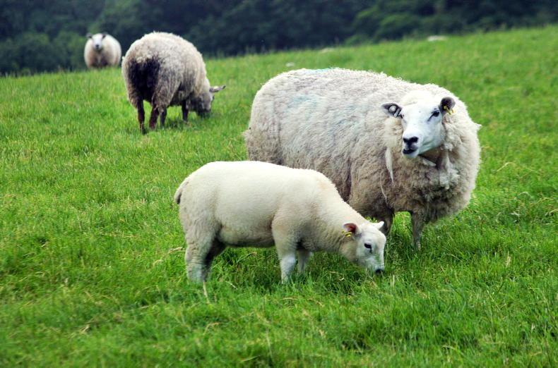 Dawn Meats buys lamb firm HR Jasper & Son via Dunbia arm