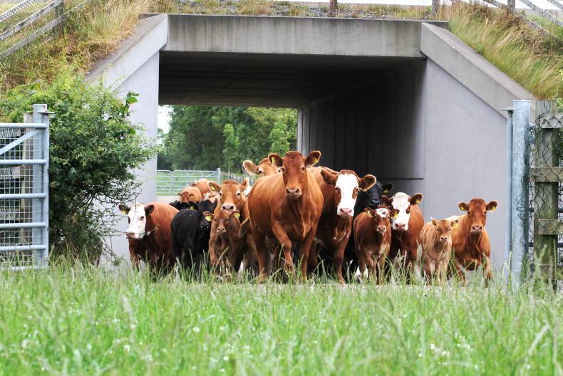 High Star Cows Produce More €1000 Weanlings Free 7182