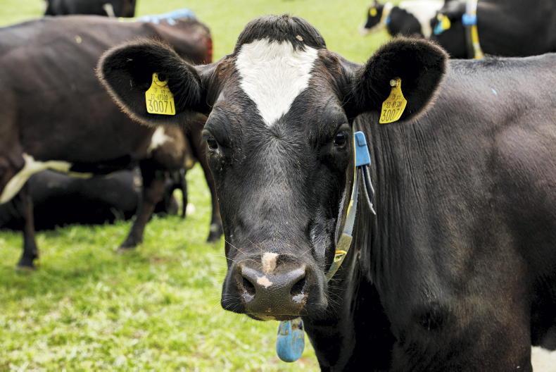 Increased cow numbers lead to increased workload but improved