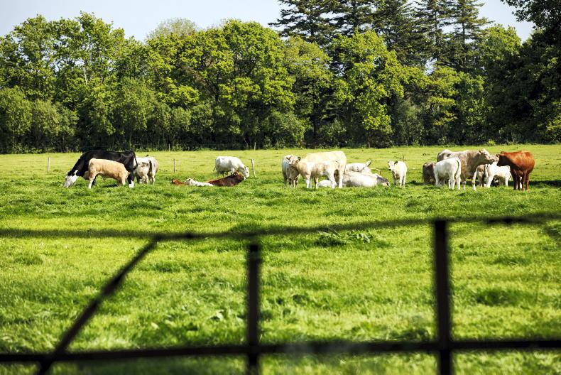 Fatal Cattle Disease Spreading Across Parts Of Europe Premium   2057399 783702 