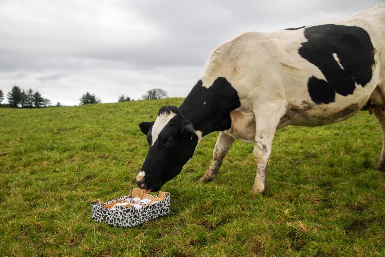 Palm Oil Soap vs. Pasture-Based Tallow Soap