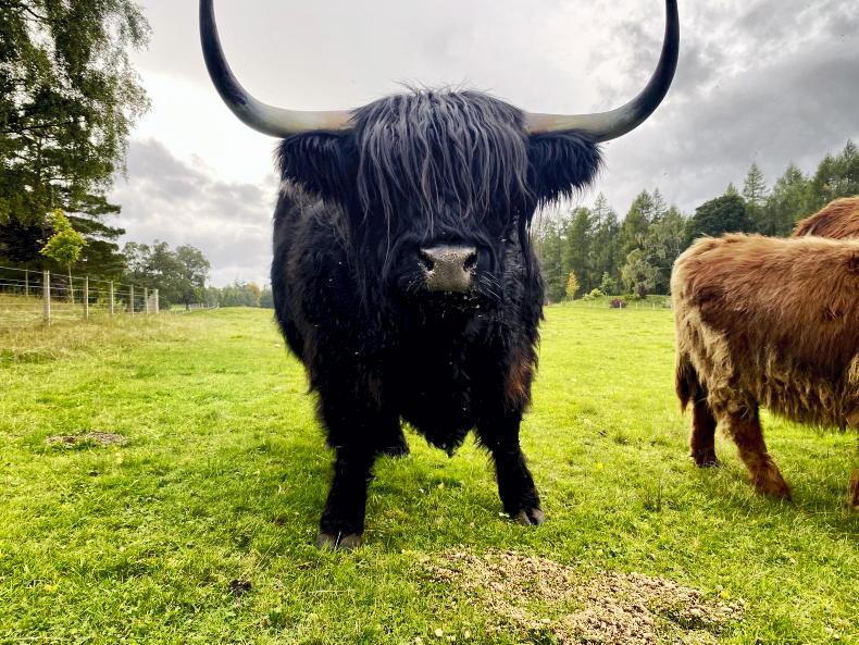 A royal affair: importing Highland cattle from Balmoral Castle - Premium