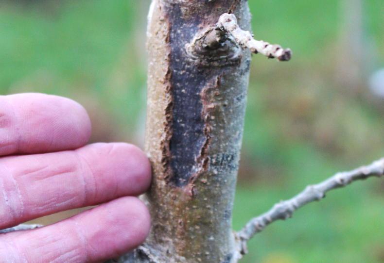 Ash dieback package sparks cautious welcome and growers' concerns